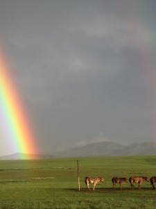 rainbow, baynbogd horse